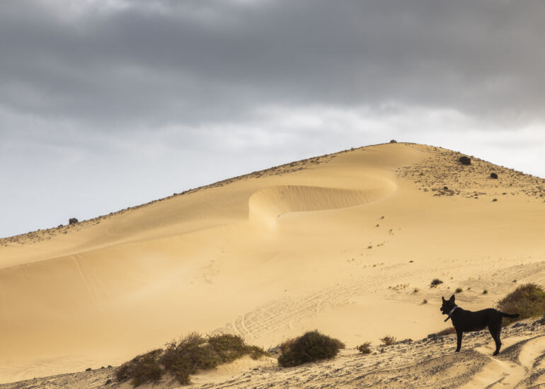 Dunas en el Itsmo de Jandía