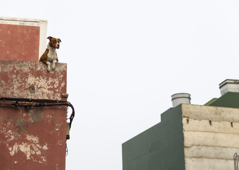 Perro Canario en Las Palmas