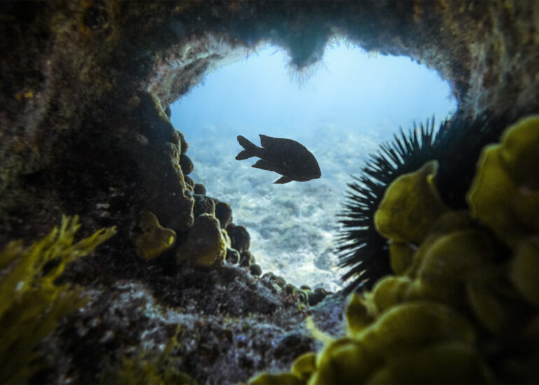 Fotografía submarina en Canarias