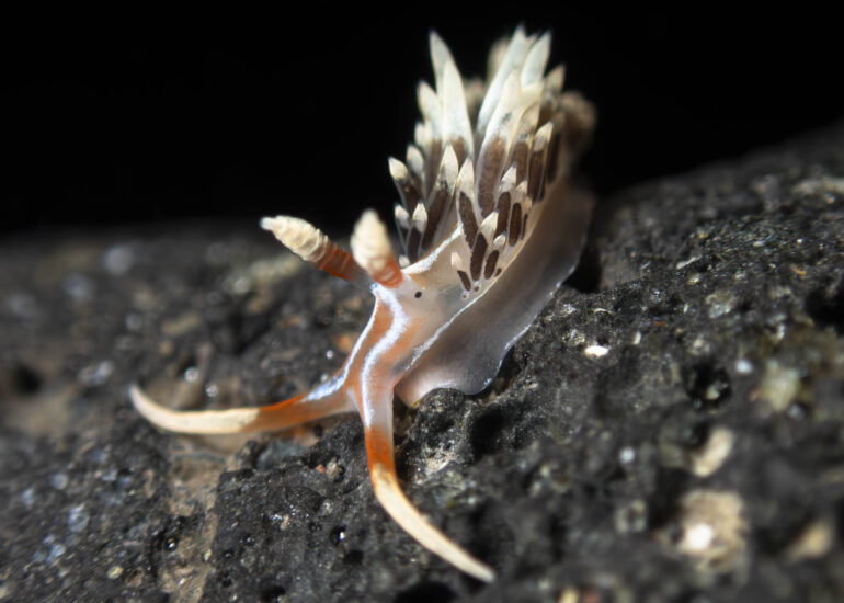 Nudibranquio Phidiana lynceus en Canarias