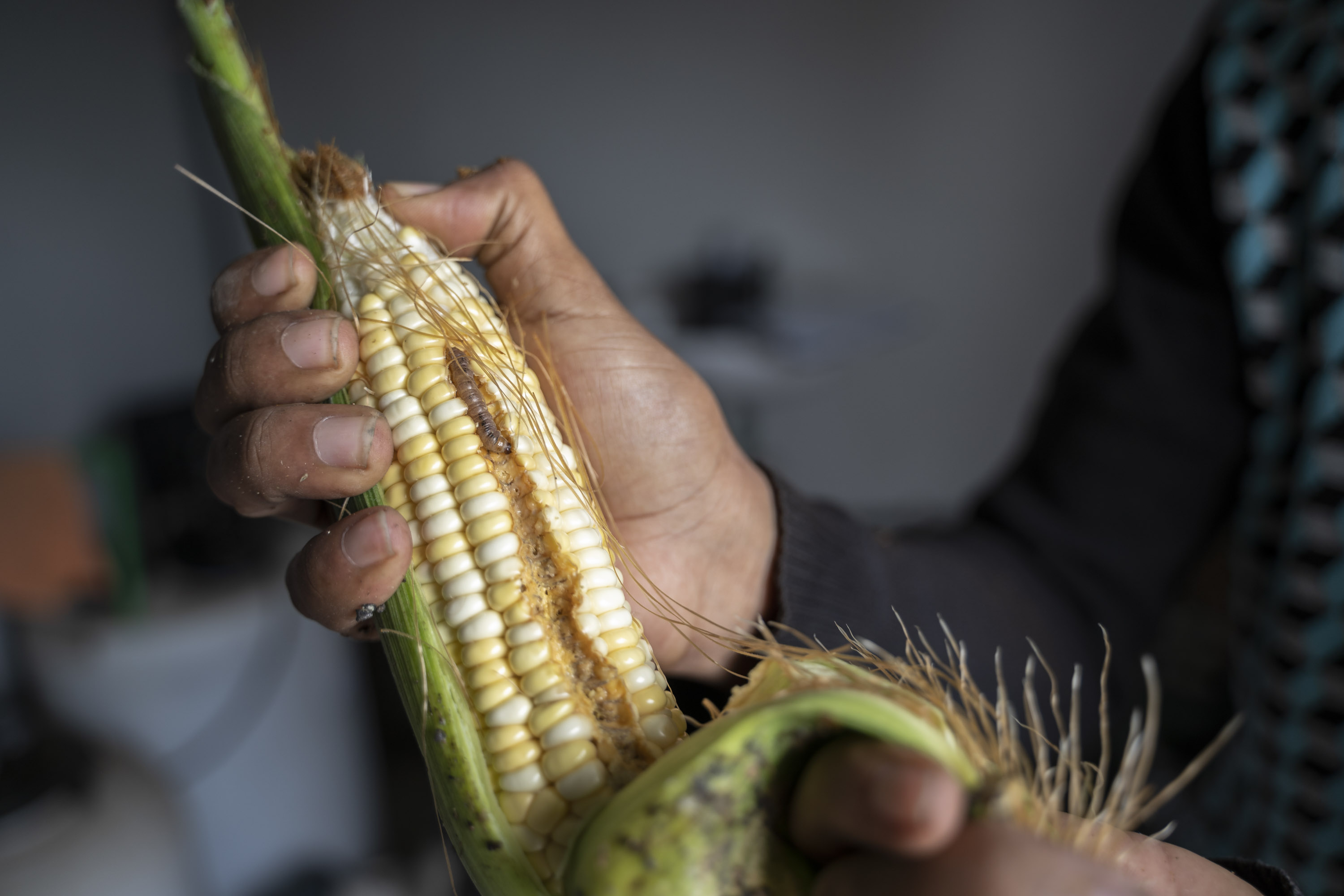 Principal plaga en plantación del proyecto Vercochar en Cabo Verde