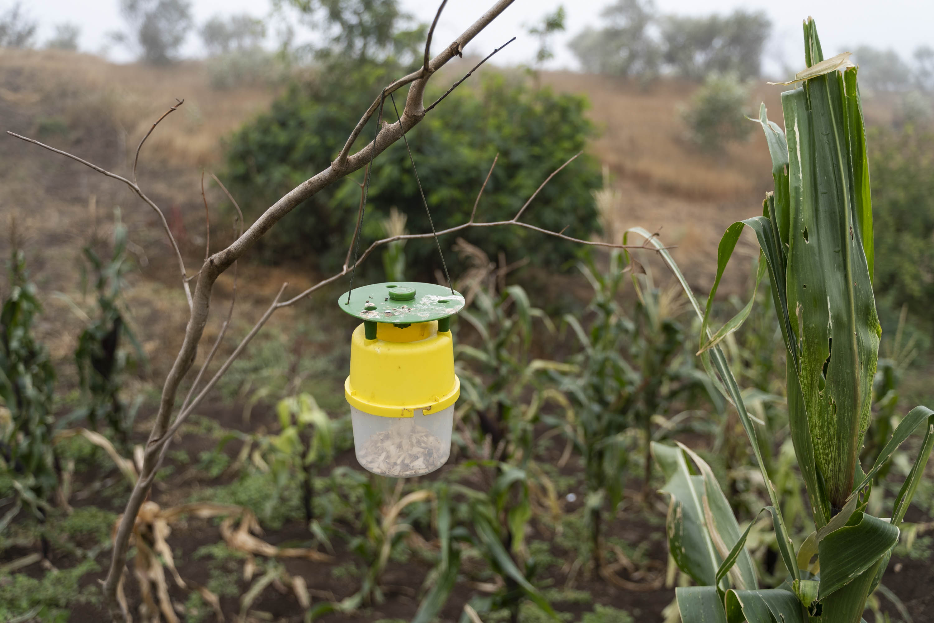 Trampa para insectos en el proyecto Vercochar en Cabo Verde