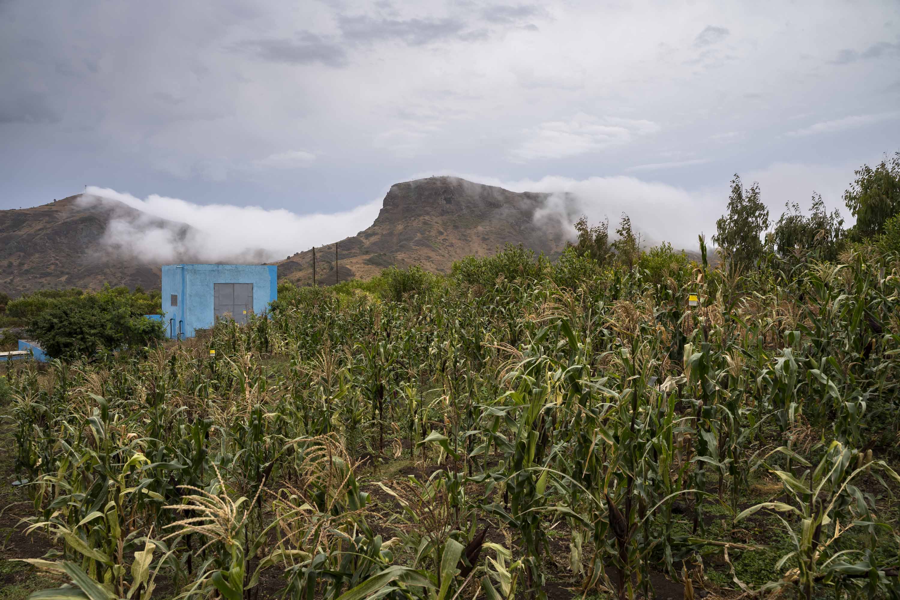 Campos en Assomada (Cabo Verde)