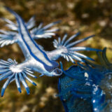 El dragón azul (Glaucus atlanticus) llega a Gran Canaria