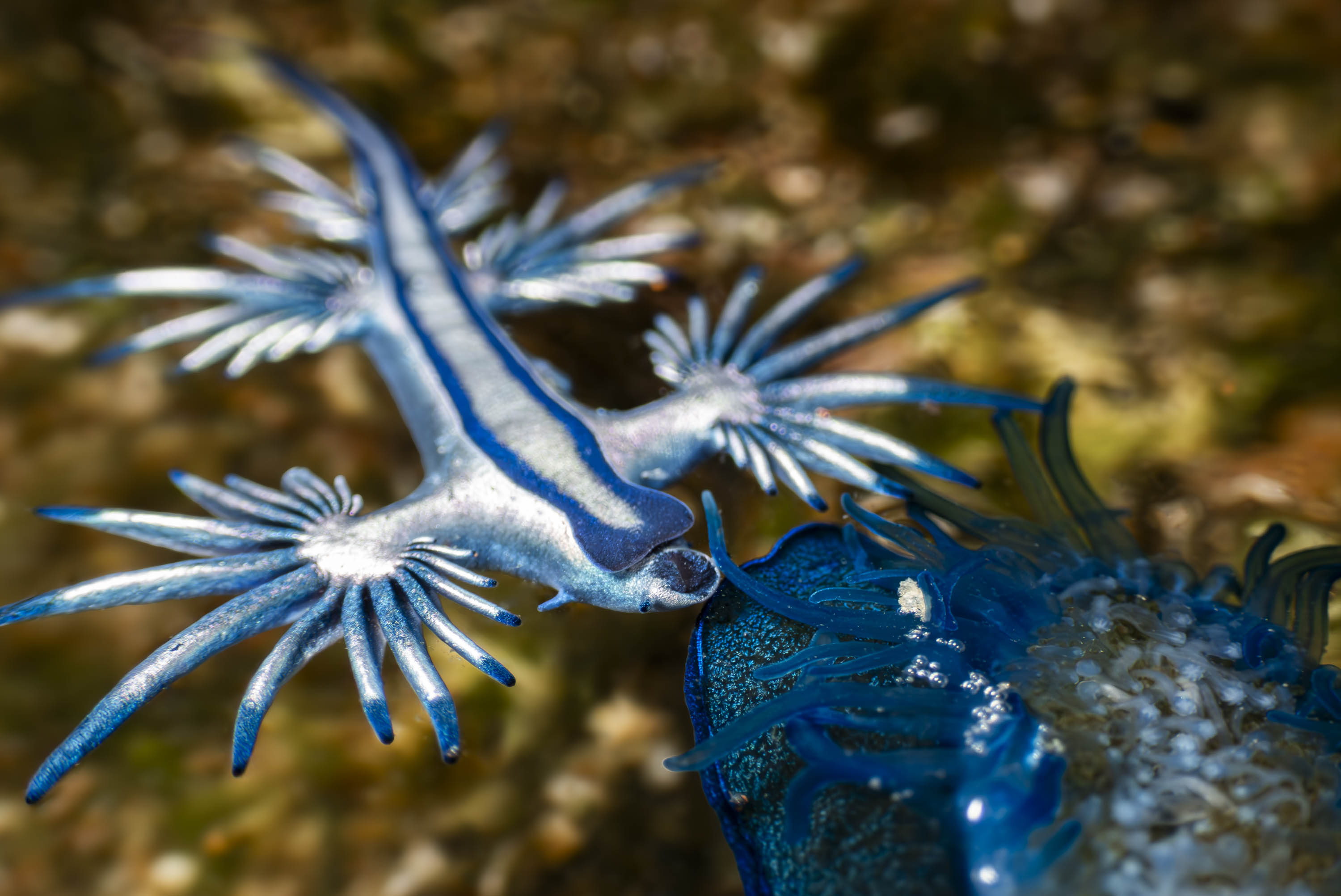 Dragón azul (Glaucus atlanticus) en Gran Canaria
