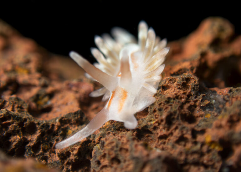 Nudibranquio en un charco intermareal de las islas Canarias