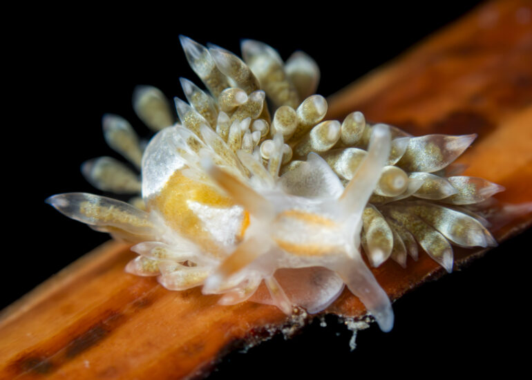 Nudibranquio posado en un alga
