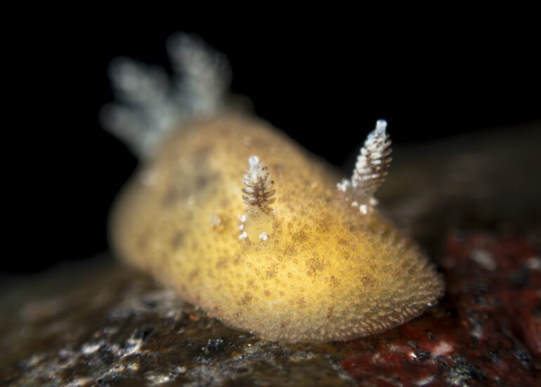 Nudibranquio doridaceo del género Baptodoris