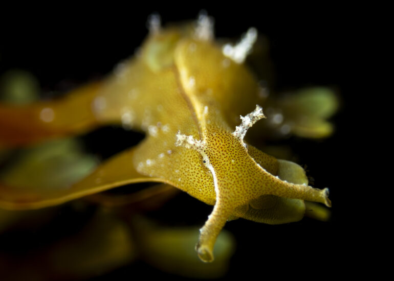 Liebre marina de color verde sobre algas