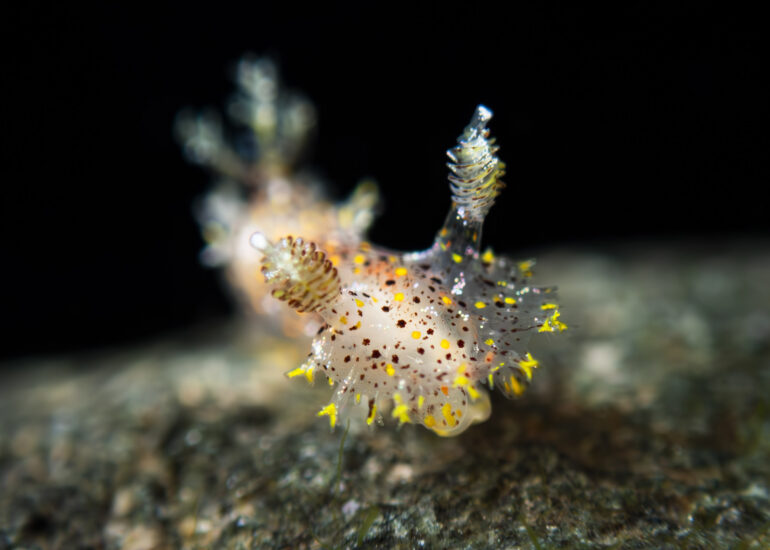 Babosa marina luminosa