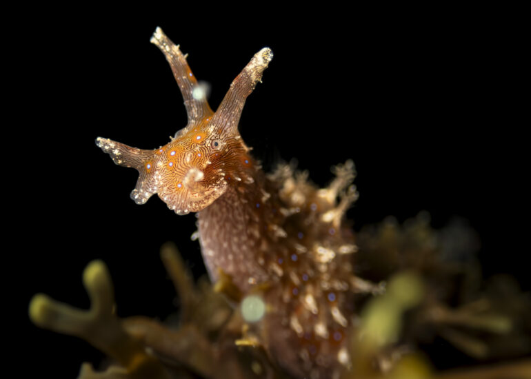 Fotografía de una liebre Stylochelus striatus