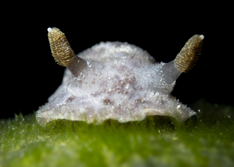 Doridaceo en un charco de Canarias