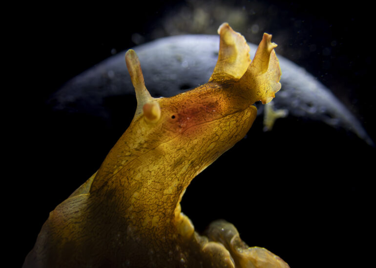 Liebre marina del género Aplysia