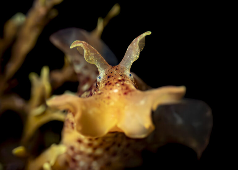 Rostro de liebre marina