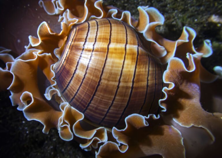 Detalle de la concha de una babosa marina