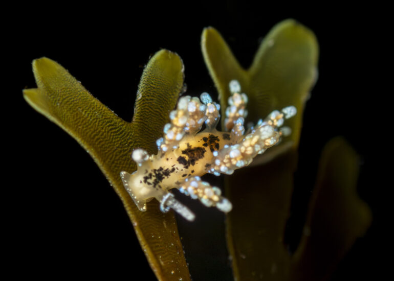 Nudibranquio del género Doto