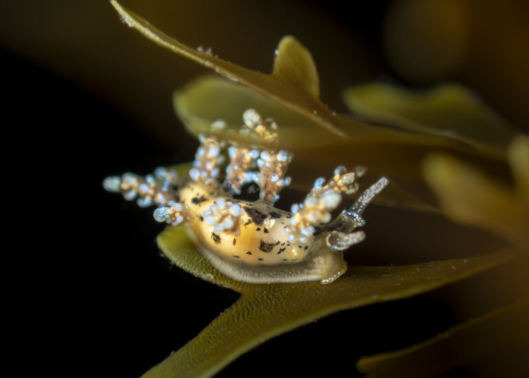 Doto escatllari sobre algas paradas