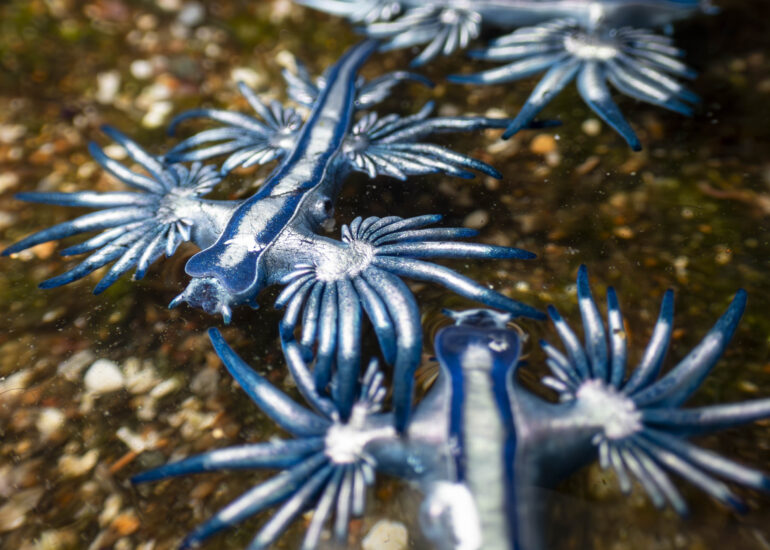 Dragón azul en Gran Canaria