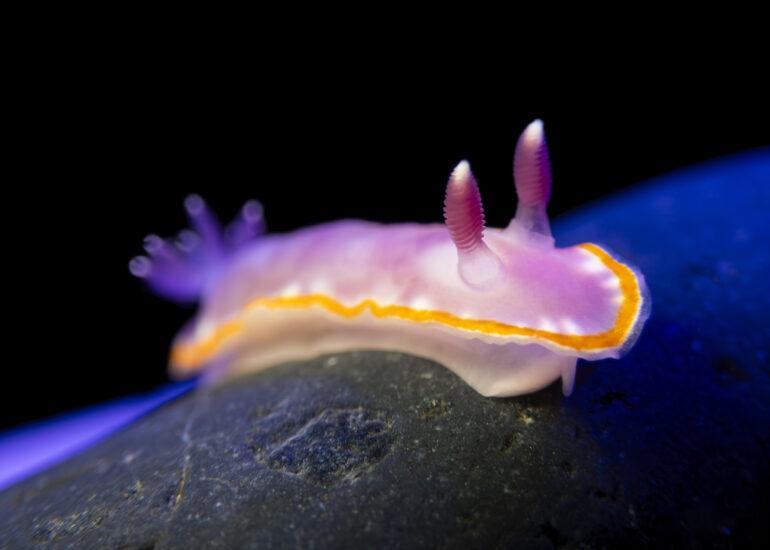 Doris rosada o Felimida purpurea, uno de los nudibranquios en Canarias más bonitos