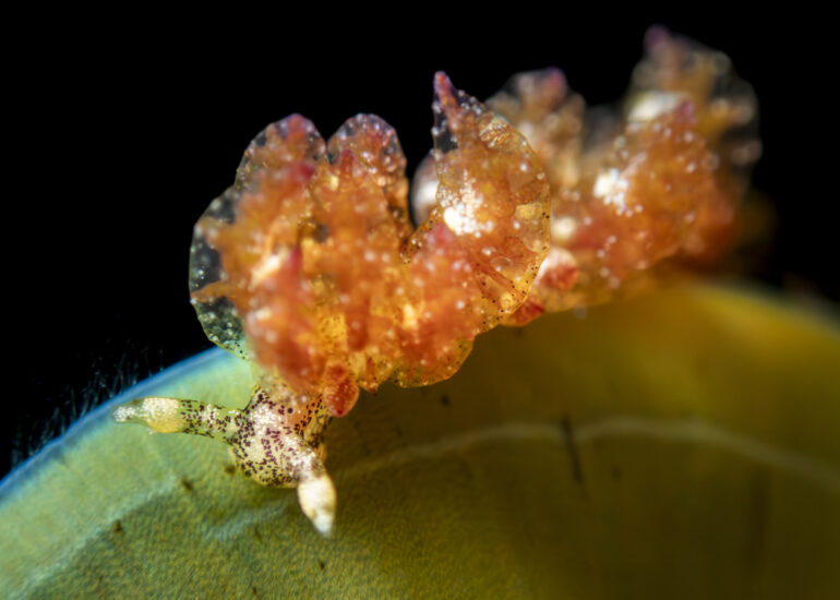 Nudibranquio de la especie Hermaea cubana