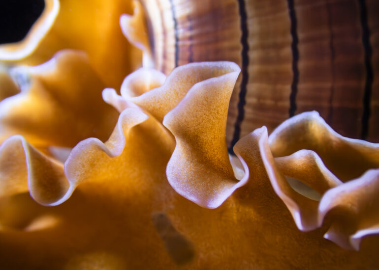 Detalle de un caracol burbuja