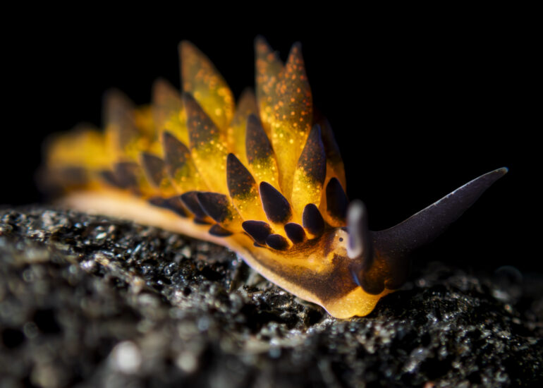 Sacogloso de la especie Placida cremoniana