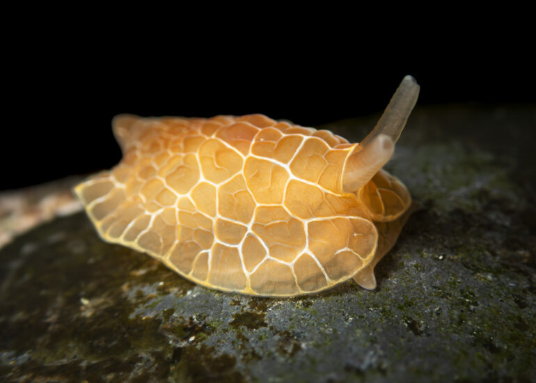 Babosa marina de la familia Pleurobranchidae