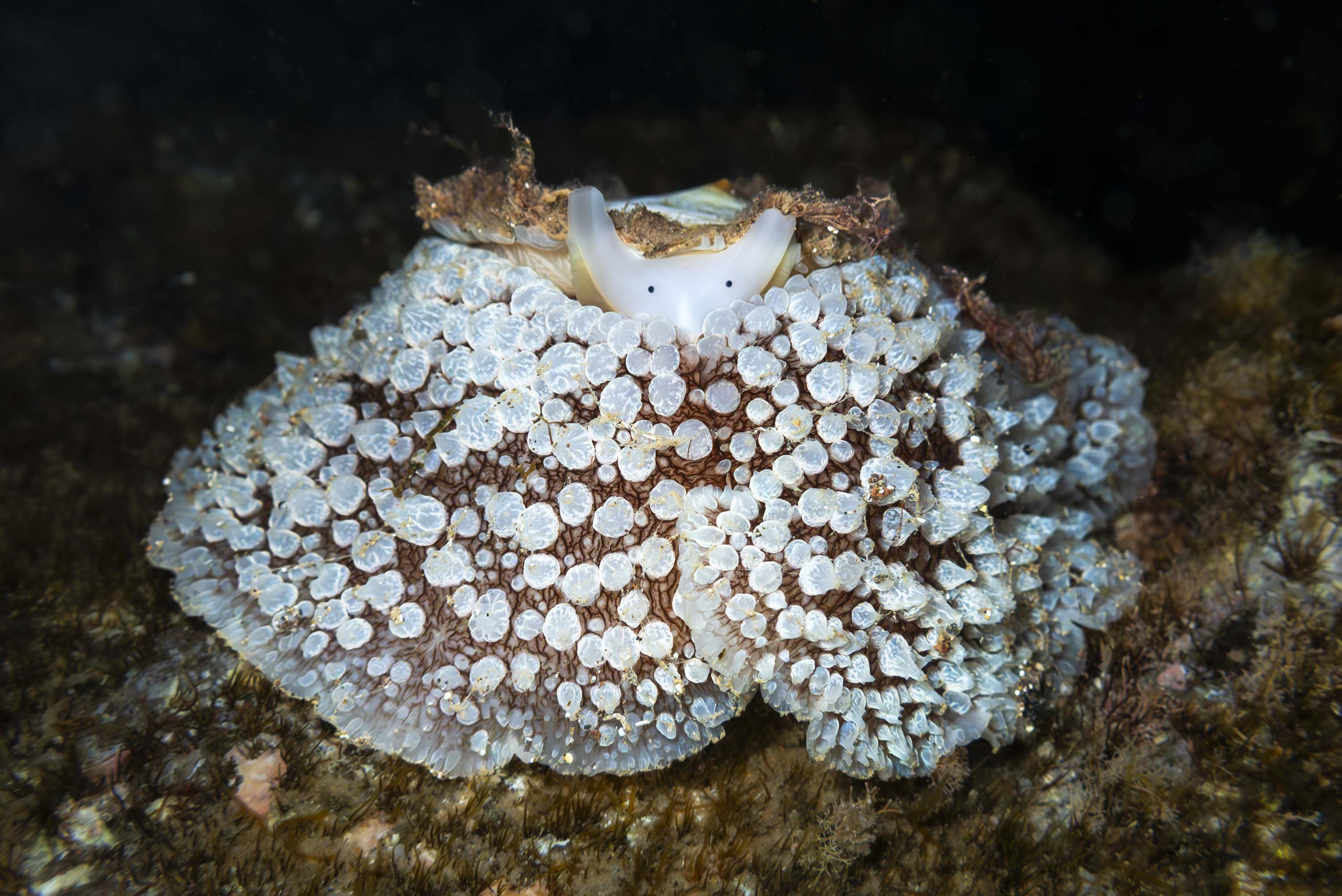 Fotografía de una babosa de la especie Umbraculum umbraculum